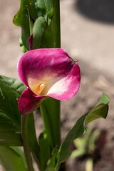 The flower of pink calla variety of 