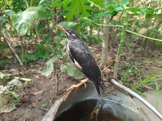 Myna (Indian Myna) Birds.
The myna ( mynah)is a bird of the starling family (Sturnidae). This is a group of passerine birds which are native to southern Asia, especially India, Pakistan and Bangladesh
