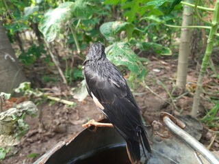 Myna (Indian Myna) Birds.
The myna ( mynah)is a bird of the starling family (Sturnidae). This is a group of passerine birds which are native to southern Asia, especially India, Pakistan and Bangladesh