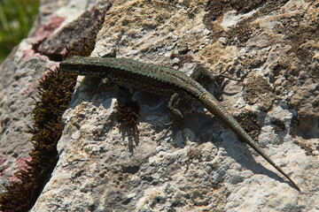 Lizard at Lagos de Covadonga in Picos de Europa National Park in Asturias,Spain,Europe
