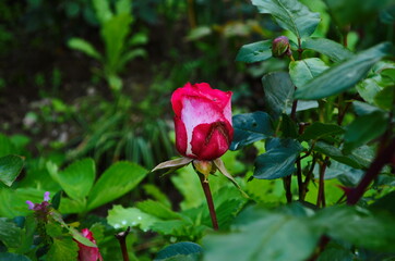 beautiful purple rose flower close-up.