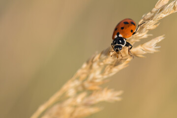 A Ladybug Walking on a Dry Plant on a Warm Spring Day