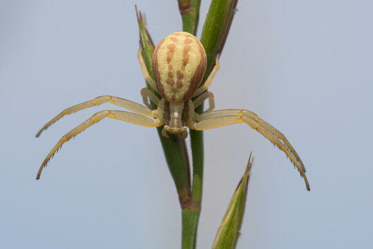 A Crab Spider Resting on a Plant and Waiting on Its Prey