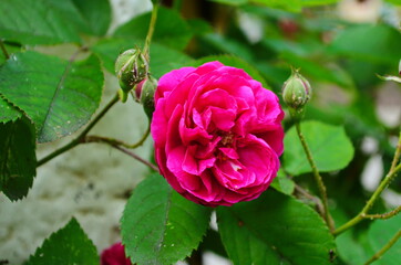 beautiful purple rose flower close-up.