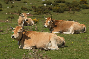 Cattle at Lagos de Covadonga in Picos de Europa National Park in Asturias,Spain,Europe
