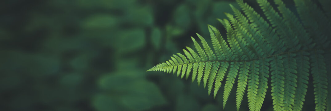 Green fern on a green background of leafs- banner or header with a lot of copyspace for nature, outdoor, adventure