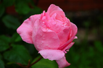beautiful purple rose flower close-up.