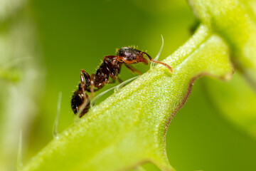 Naklejka premium Ant on a green plant in nature.