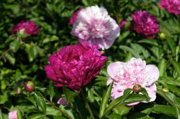 Colorful peonies on a flower bed in the garden