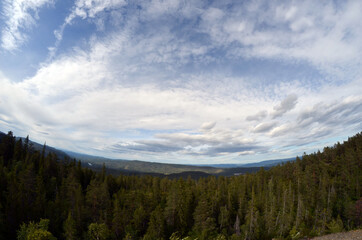 Forest on a summer day in Central Norway