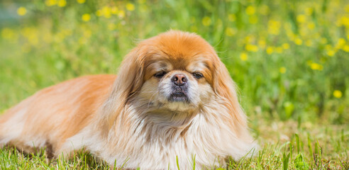 Cute and nice golden pekingese dog in park playing and joyful. Best human friend. Pretty adult dog in garden around sunlight
