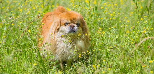 Cute and nice golden pekingese dog in park playing and joyful. Best human friend. Pretty adult dog in garden around sunlight
