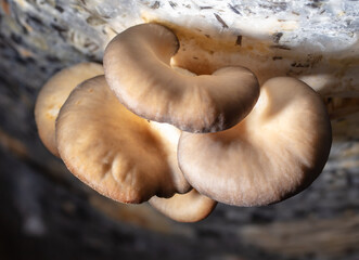 Close-up of oyster mushrooms on a farm.