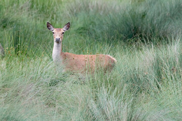 Red deer female in alert (Cervus elaphus)