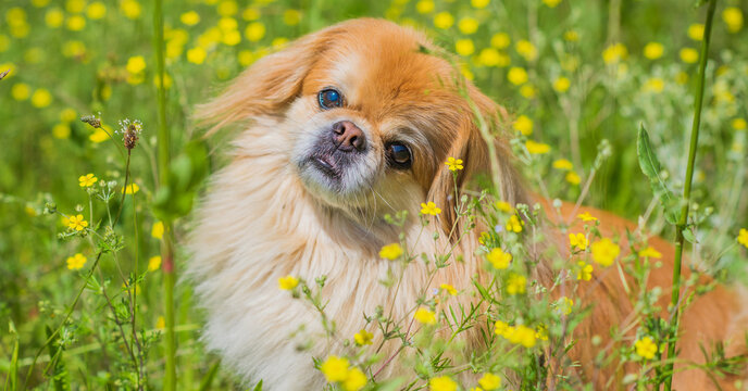 Cute and nice golden pekingese dog in park playing and joyful. Best human friend. Pretty adult dog in garden around sunlight