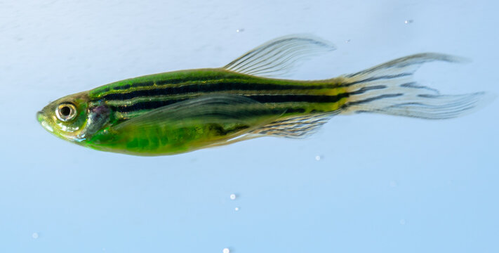 Close up of green fish on a blue background.