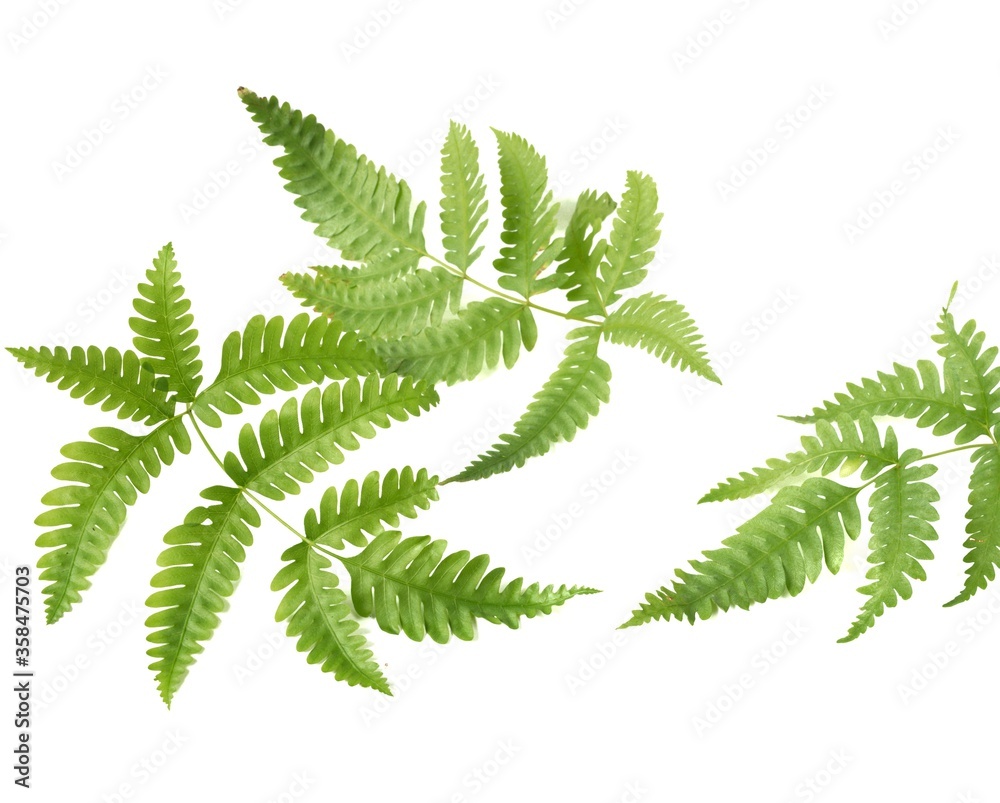 Wall mural fern leaves, isolated on a white background