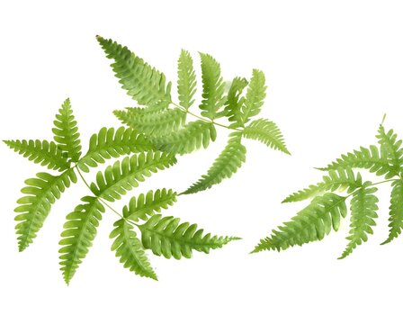 Fern leaves, isolated on a white background