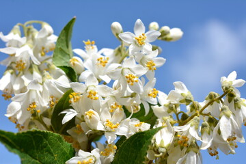 雄しべの花糸バンザイ、満開の姫空木、ヒメウツギ、かわいい白い小花、花、樹木イメージ素材