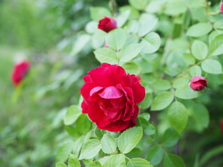 blossom pink roses flower garden on sunny summer day