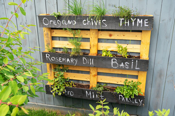 Fototapeta na wymiar Creative wood herb planter made of wooden pallets pallet hanging on the grey fence in a backyard. Garden work. Vegetable life. Pallet painted in black as interesting idea for plants. Rosemary Basil.