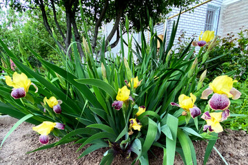 Yellow iris flowers closeup on green garden background.