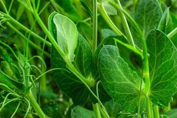 Young green pea shoots macro close up photo