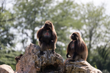 two baboons on a rock, two The gelada (Theropithecus gelada)