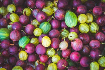 red and white gooseberries close-up,