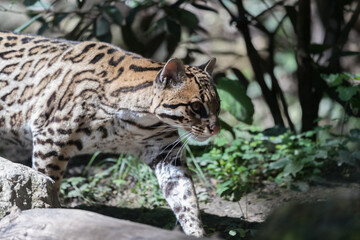 portrait of the ocelot, pregnant ocelot female