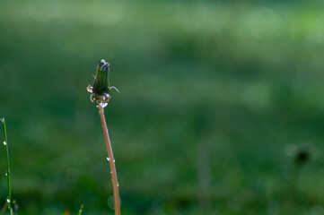 Water Drop on Grass Blade with Sparkle. copy space.