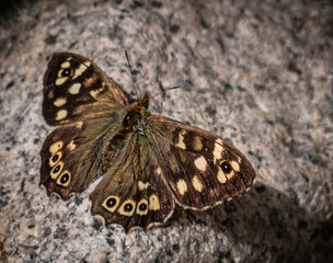 Speckled Wood butterfly (Pararge aegeria), dark brown wings with cream-ringed eyespots. A common UK butterfly found in woodland habitat and also in gardens.