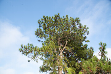 American pine (Pinus elliottii) in rural landscape and blue sky in the background-3.NEF
