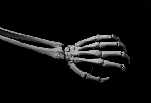 Human Forearm Skeleton Anatomy Bone