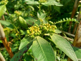 Euphorbia heterophylla, also known fireplant, painted euphorbia, Japanese poinsettia, desert...