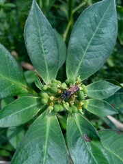 Euphorbia heterophylla, also known fireplant, painted euphorbia, Japanese poinsettia, desert poinsettia, wild poinsettia, fire on the mountain, paintedleaf, painted spurge, milkweed and kaliko plant.