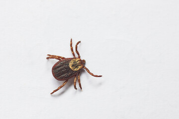closeup tick on  white background