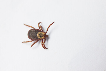 closeup tick on  white background