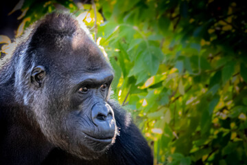A gorilla setting in some bushes