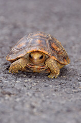 Travancore tortoise in Kerala