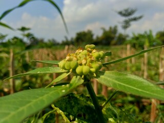 Euphorbia heterophylla, also known fireplant, painted euphorbia, Japanese poinsettia, desert...