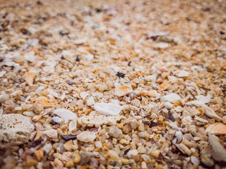 Closeup Sand Texture Background with Fine Grains and Sea Shells. Abstract, wallpaper. Matter, plant. Backdrop