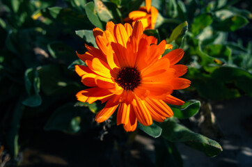 orange flower in the garden