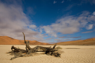 scenic view over landscape with lonely tree namibia
