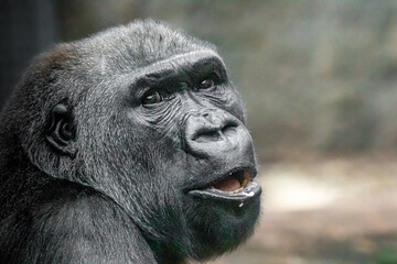 portrait of a young gorilla with his mouth opened