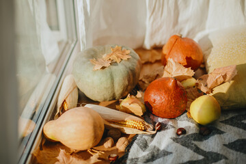 Pumpkins, autumn leaves, chestnuts, corn and apple at cozy blanket and pillow in sunny light. Cozy seasonal home decor on wooden window sill in rustic room