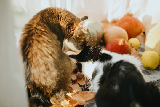 Two cats sniffing pumpkins in sunny light at home. Cute cats playing at autumn harvest vegetables, leaves and nuts. Pets and fall holidays