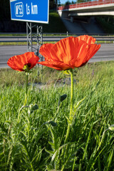 red poppy flowers on roadside