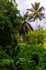 Fototapeta na wymiar Nature of the Sinharaja Forest Reserve, a national park in Sri Lanka. UNESCO World Heritage