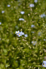forget me not